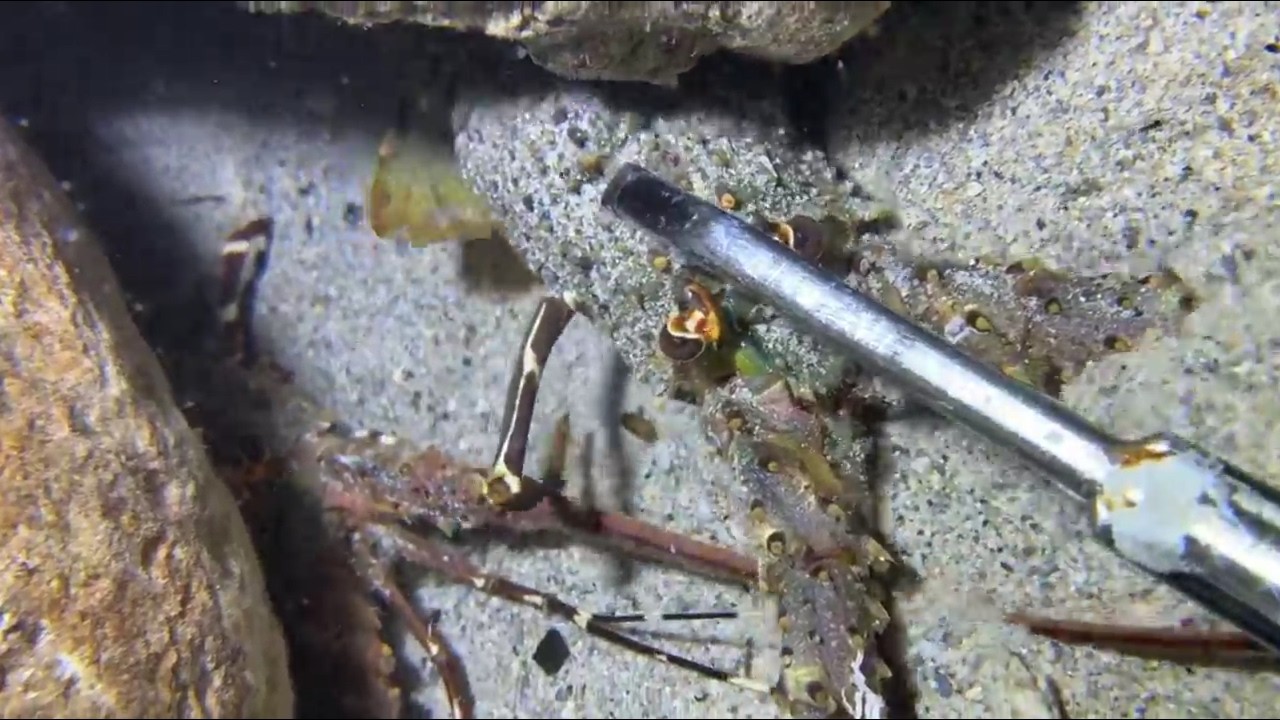 Diving under the sea to catch eels, crabs and sea cucumbers | Part 212-1