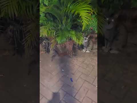 Cat Feeding Time 😍❤️😻🐈♥️🥰