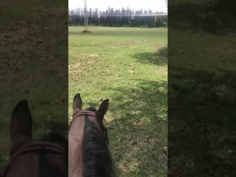 The Cows Jumped Over the Fence