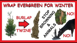 How To Wrap a Small Tree in Burlap for the Winter | Protect Evergreen Arborvitae Shrub Little Young