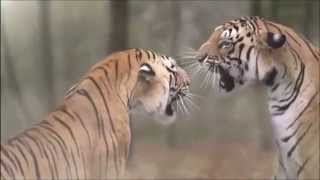 Terence Mckenna-Alchemical Transformation+ Reformation of Humanity