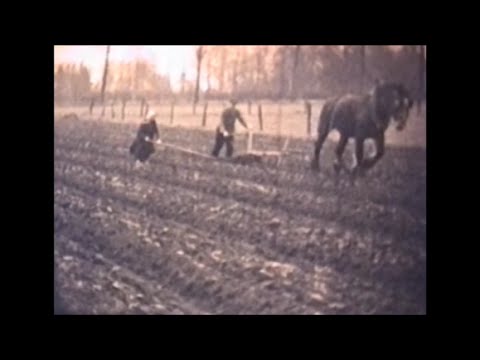Noorderwijk Herentals 1957 - 1959 moemoe en vava aan de Hogewegmolen