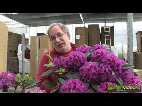 download lagu mp3 mp4 Calsap Rhododendron For Sale, download lagu Calsap Rhododendron For Sale gratis, unduh video klip Calsap Rhododendron For Sale