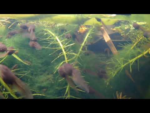 Tadpole feeding timelapse