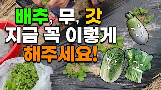 무,배추,갓 지금 시기에 꼭 이렇게 해주세요 김장 무 배추 재배 굵게 키우는법