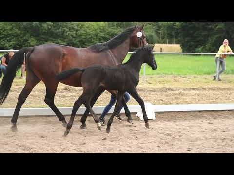 Stute, geb. 01.06.2021 – V: Caytens M: For Edition – Nathiello xx