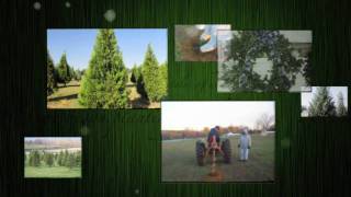 preview picture of video 'Our Story - Shine & Lee's Christmas Trees'