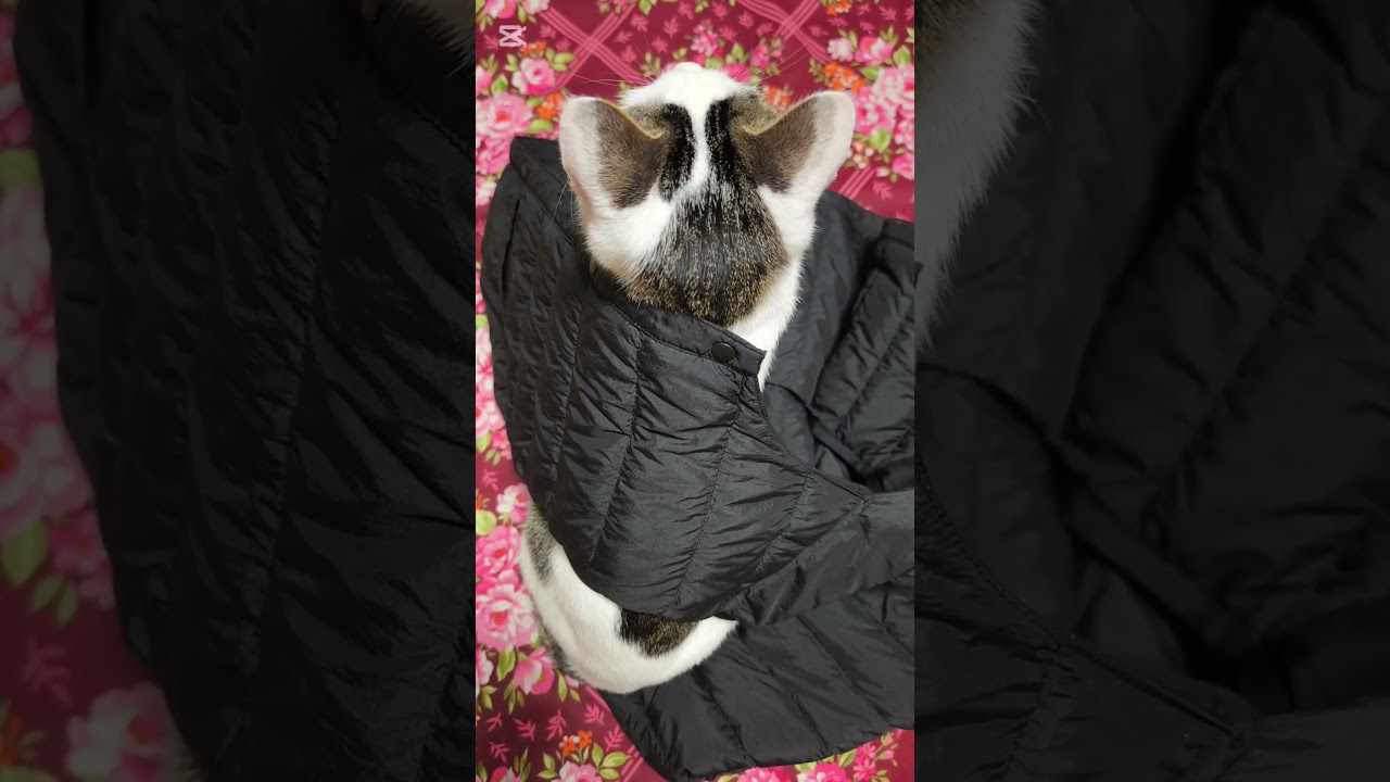 ＃にょき #猫  #cat