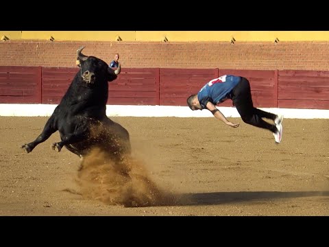 Fuentesaúco Concurso de Cortes con Toros Bravos