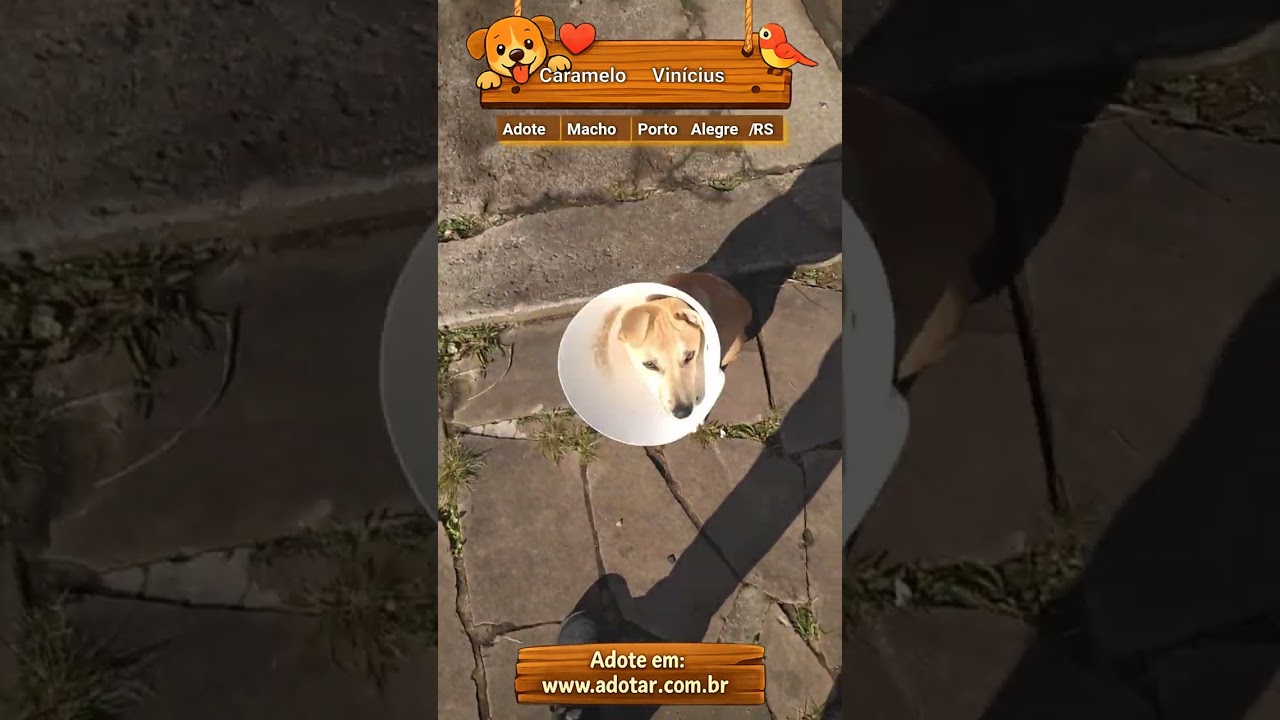 Cachorro raça SRD-ViraLata idade 2 a 6 meses nome Caramelo Vinícius