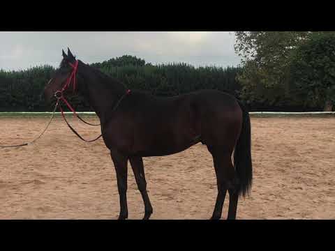 Greys Inn / Miss Scaramanga