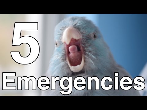 YouTube video about: Why is my bird opening and closing his mouth?