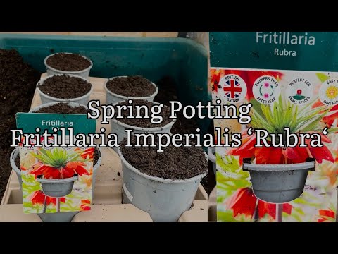 Planting Fritillaria Imperialis Bulbs, Starting Fritillaria Bulbs In Spring