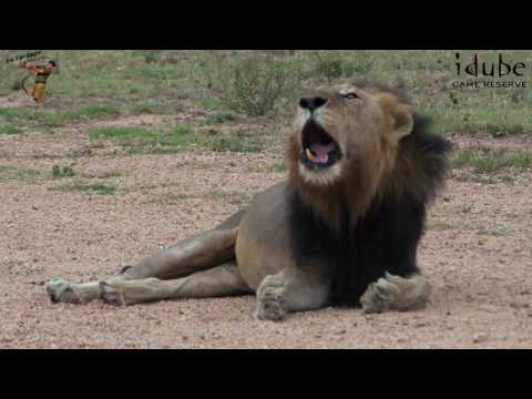 Darkmane Majingilane Lion Roars