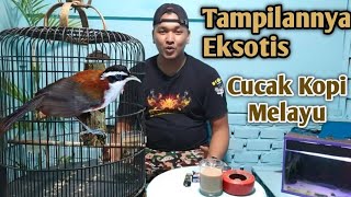 Download lagu Mengenal Burung Cucak Kopi Melayu dan cara perawatannyaa mp3
