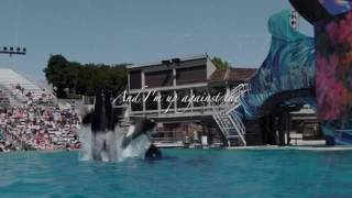 Orca Edit &quot;Wave&quot;