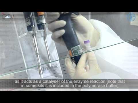 PCR Master Mix preparation and RT-PCR