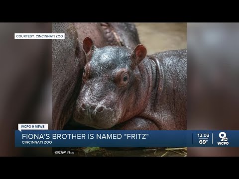 Cincinnati Zoo names new baby hippo Fritz