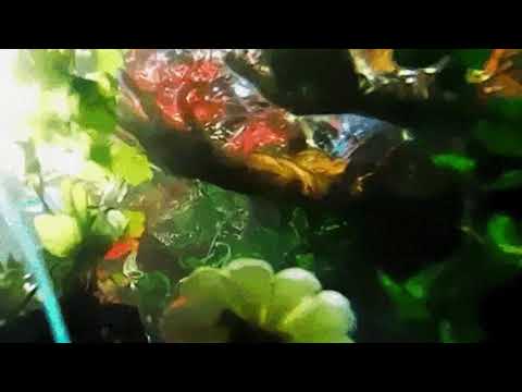 She Makes Me Want To Die - Jindie