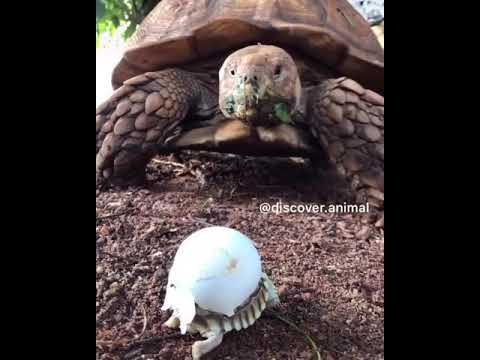 See the baby turtle meet its turtle mother after hatching