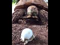 See The Baby Turtle Meet Its Turtle Mother After Hatching