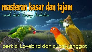Download lagu Masteran kasar dan tajam perkici Lovebird dan cucak jenggot π₯ mp3 Download lagu Masteran kasar dan tajam perkici Lovebird dan cucak jenggot π₯ mp3