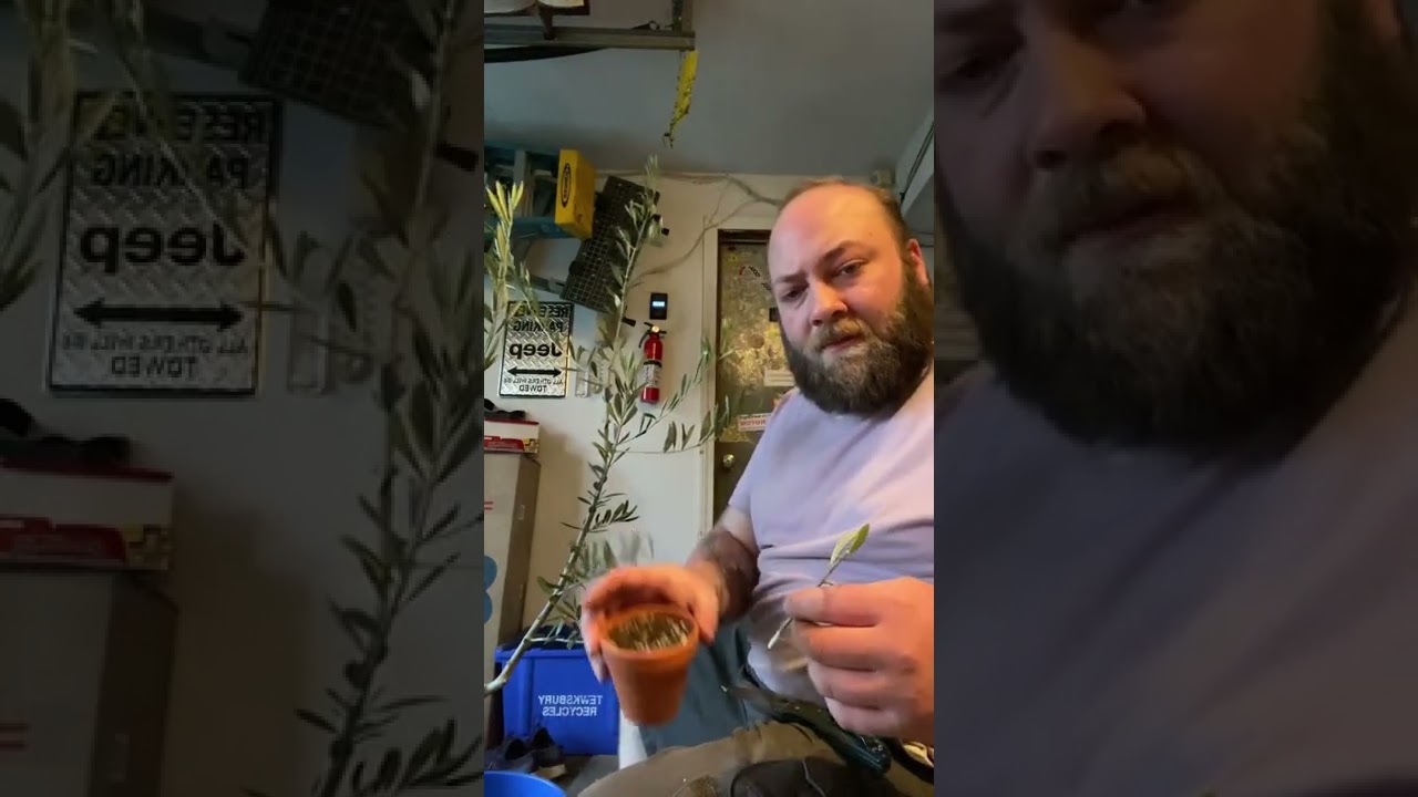 Watch video Propagate an olive tree in under a minute Now Propagate an olive tree in under a minute