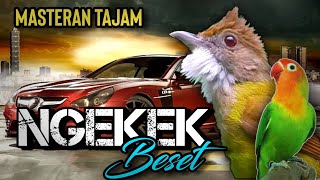 Download lagu Masteran Lovebird Ngekek Panjang Vs Cucak Jenggot Untuk Isian Murai Batu,Kacer dan Cucak Ijo mp3 Download lagu Masteran Lovebird Ngekek Panjang Vs Cucak Jenggot Untuk Isian Murai Batu,Kacer dan Cucak Ijo mp3