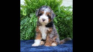 Video preview image #1 Bernedoodle (Miniature) Puppy For Sale in PARADISE, PA, USA