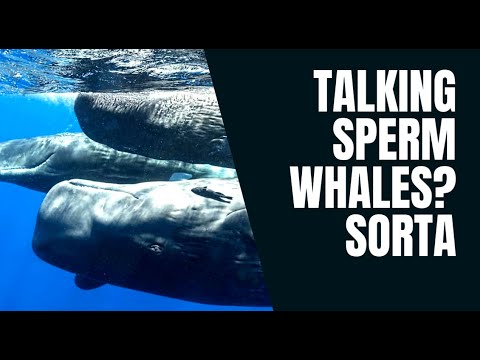 WHAT DOES A SPERM WHALE SOUND LIKE? CLICKING AWAY, THE MAGIC OF CODAS