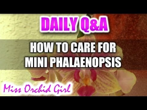 Q&A - How to care for Mini Phalaenopsis Orchids