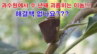 과수원에서 수 년째 괴롭히는 이놈!!! 해결책 없나요?(과수 병충해, 과수 해충, 과수 해충 방제, 끈끈이트…