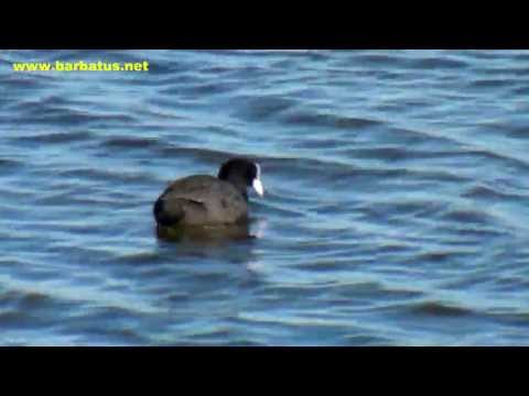 Focha común ( Fulica atra ) Coot