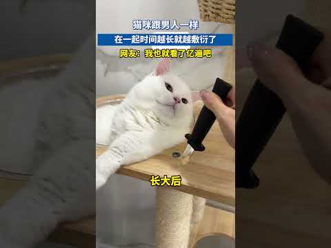 猫咪跟男人一样，在一起时间越长就越敷衍了 #cat #可愛い #大熱門 #娱乐评论大赏 #pets #貓咪日常 #搞笑
