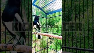 Download lagu Kacer Gacor Bongkar Isian Cililin dan Pelatuk Beras #shorts mp3