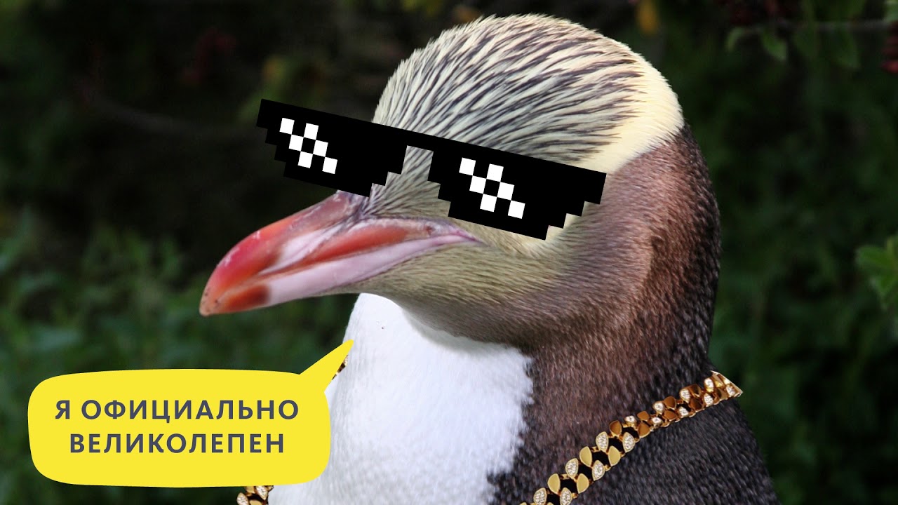 ДЕНЬ ПИНГВИНА