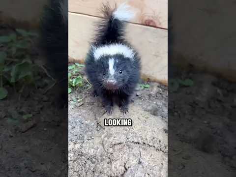 Why Skunks Aren’t as Scary as You Think #animals #skunks #cute
