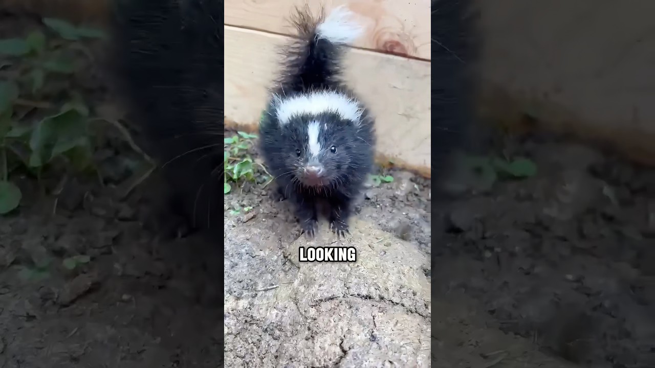 Why Skunks Aren’t as Scary as You Think #animals #skunks #cute