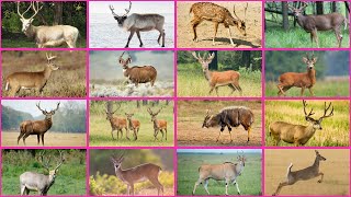 Most Beautiful Deer in the World || Fascinating World of Deer Species