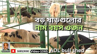 আমেরিকান ডেইরির বড় বড় ষাড়গুলোর নাম বয়স ওজনসহ ভিডিও | ADL bull shed