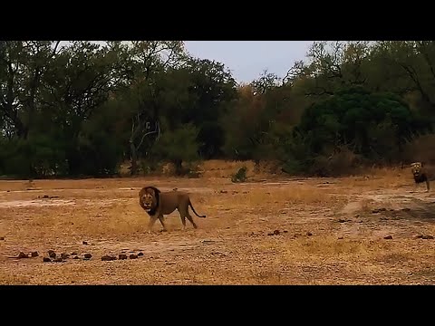 More Videos of Yesterday Gijima Male Lions Chasing Ndhzenga Male Lions | Sabi Sands | 27 August 2025