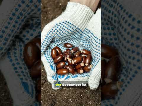 Was kann man alles im September aussäen ￼