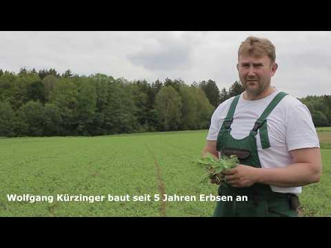 Erbsenanbau für das Milchvieh Betrieb Kürzinger - DemoNetErBo