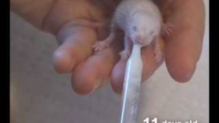 Feeding little Stuart, cute baby mouse