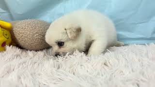 ハーフ犬の動画01