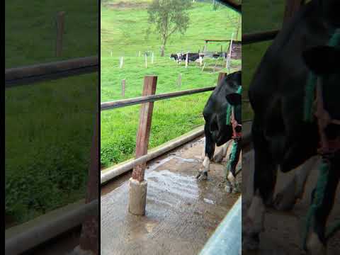 Hacienda Ganadera de venta #terrenos #azuay #Nabon #haciendaganadera  #loja  #inmobiliaria  #ecuador