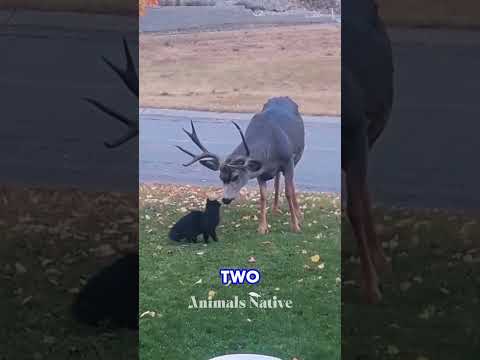 7 Unbelievable Animal Demonstrations Caught on Camera #unbelievablemoments #animals