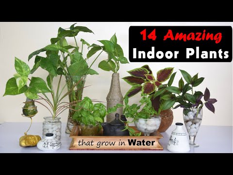 , title : '14 Amazing Indoor Plants that grow in Water'