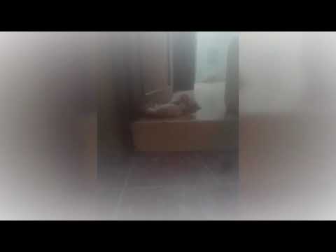 jak vs jaklin 💲🐈🐱🔜🔚🚩💡