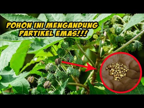 , title : 'BANYAK DICARI!! Ternyata 4 Pohon Ini Mengandung Partikel Emas'